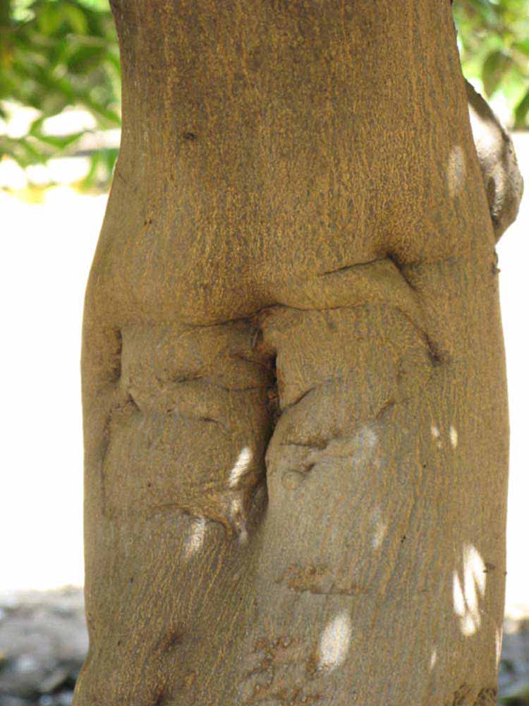            Bark (Riverside, CA)   